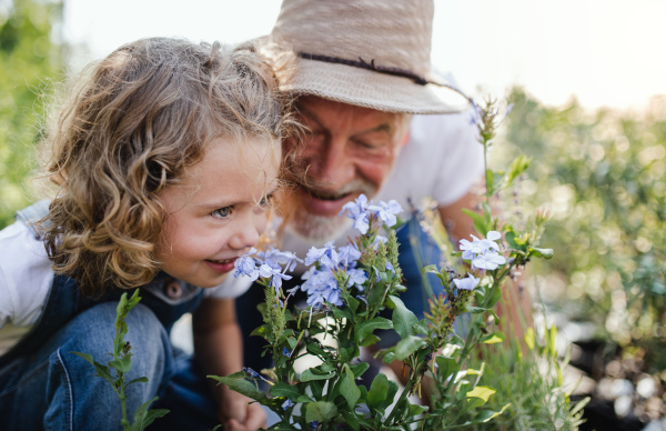 A happy small girl with senior grandfather gardening in the backyard garden.