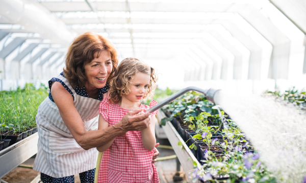 Front view of small girl with senior grandmother watering plants in the greenhouse.