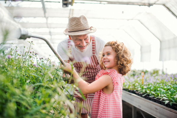 A happy small girl with senior grandfather gardening in the greenhouse, watering plants.