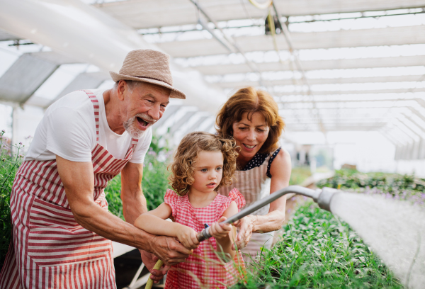 Small girl with senior grandparents gardening in the greenhouse, watering plants.