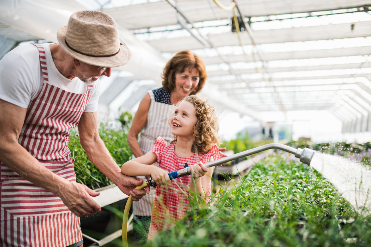 Small girl with senior grandparents gardening in the greenhouse, watering plants.