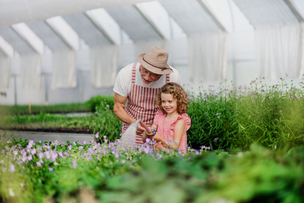 A happy small girl with senior grandfather gardening in the greenhouse, watering plants.