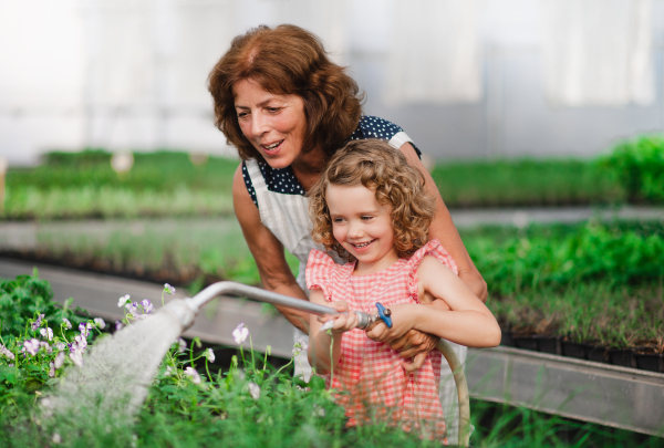 A happy small girl with senior grandfather gardening in the backyard garden, watering.