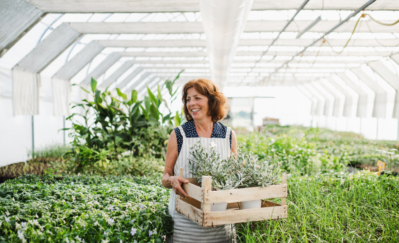 Senior woman standing in greenhouse, holding a box with plants. Gardening concept.