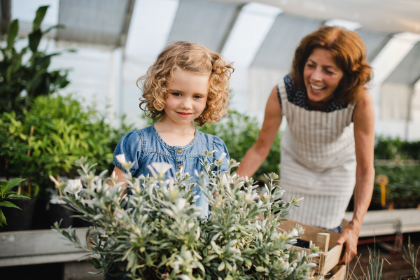 A happy small girl with senior grandmother gardening in the greenhouse, holding box with plants.