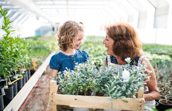 A happy small girl with senior grandmother gardening in the greenhouse, holding box with plants.