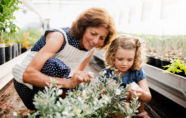 A happy small girl with senior grandmother gardening in the greenhouse, looking at a plant.