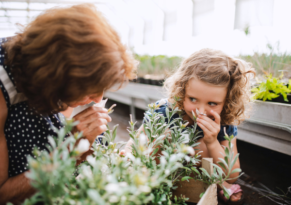 A happy small girl with senior grandmother gardening in the greenhouse, holding box with plants.