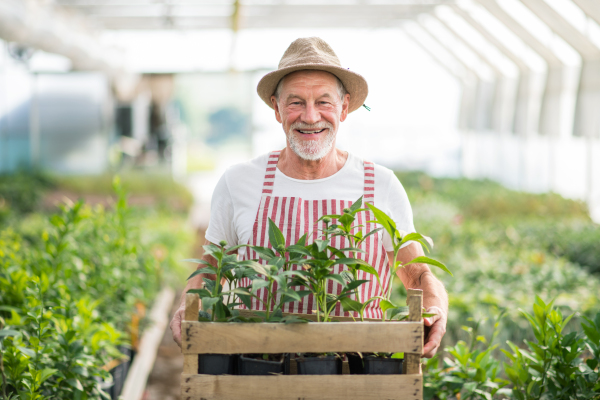 Senior man standing in greenhouse, holding a box with plants. Gardening concept.