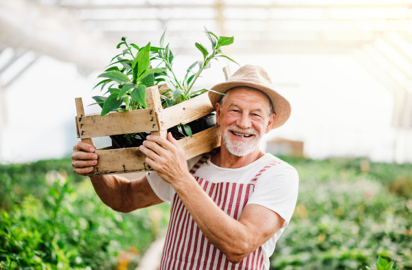 Senior man standing in greenhouse, holding a box with plants. Gardening concept.