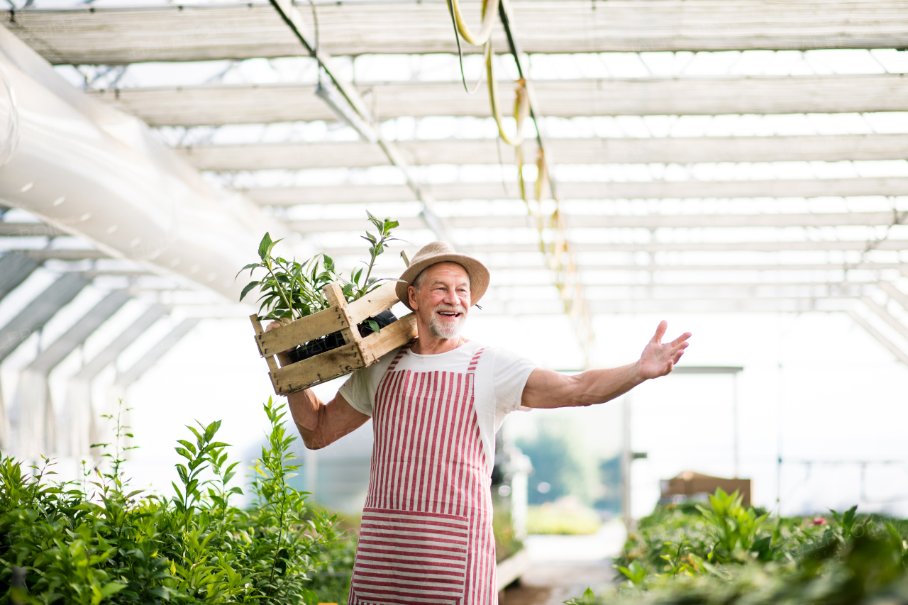 Senior man standing in greenhouse, holding a box with plants. Gardening concept.