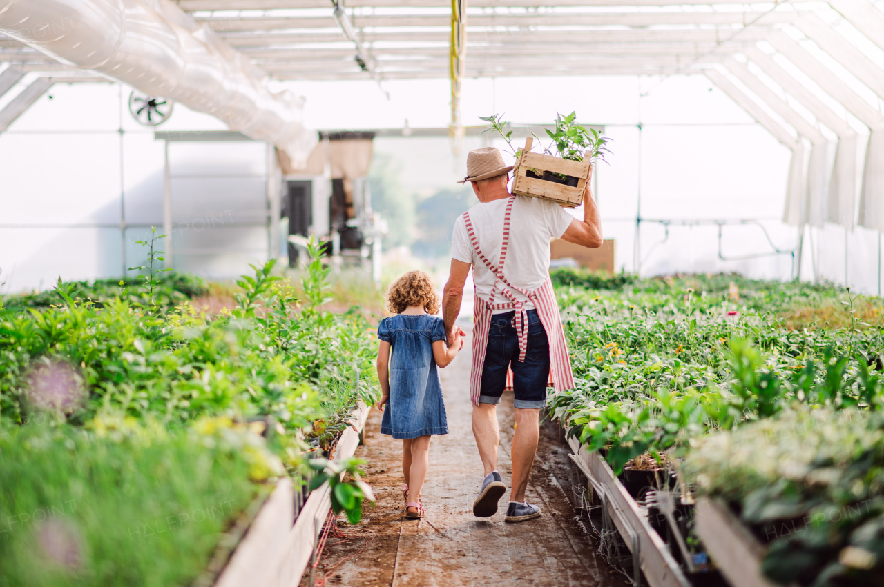 Rear view of small girl with senior grandfather walking in the greenhouse, holding hands.