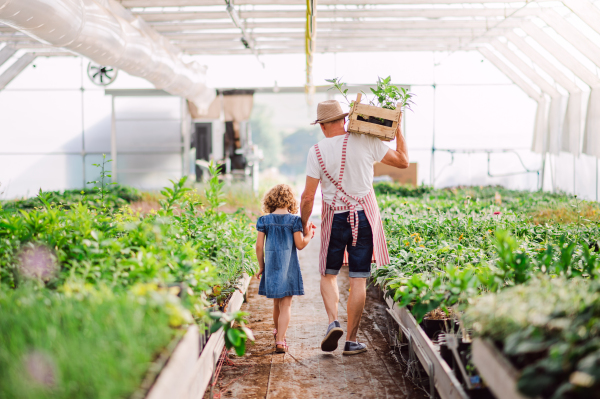 Rear view of small girl with senior grandfather walking in the greenhouse, holding hands.