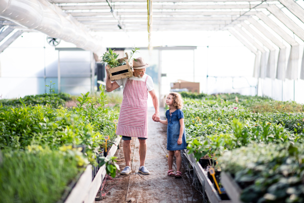 A happy small girl with senior grandfather gardening in the greenhouse.