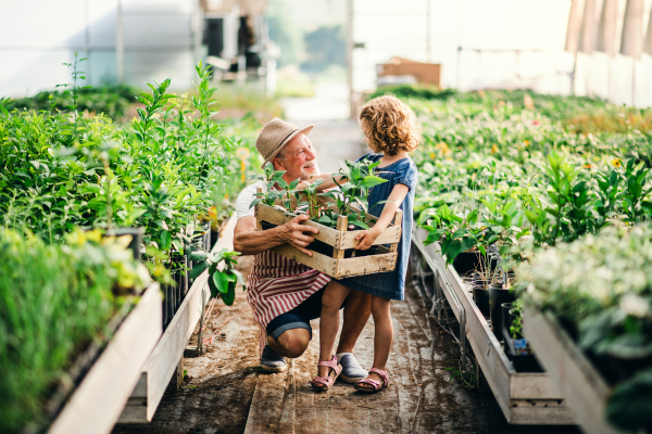 A happy small girl with senior grandfather gardening in the greenhouse.