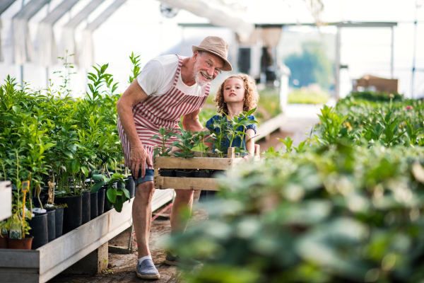 A happy small girl with senior grandfather gardening in the greenhouse.