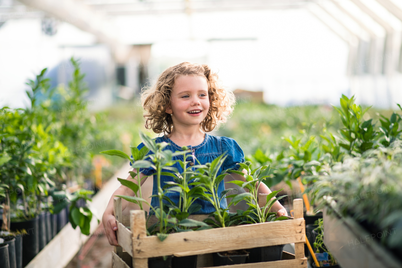 Portrait of small girl standing in the greenhouse, holding a box with plants.