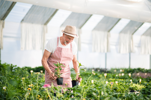 Senior man standing in greenhouse, working. Gardening concept. Copy space.