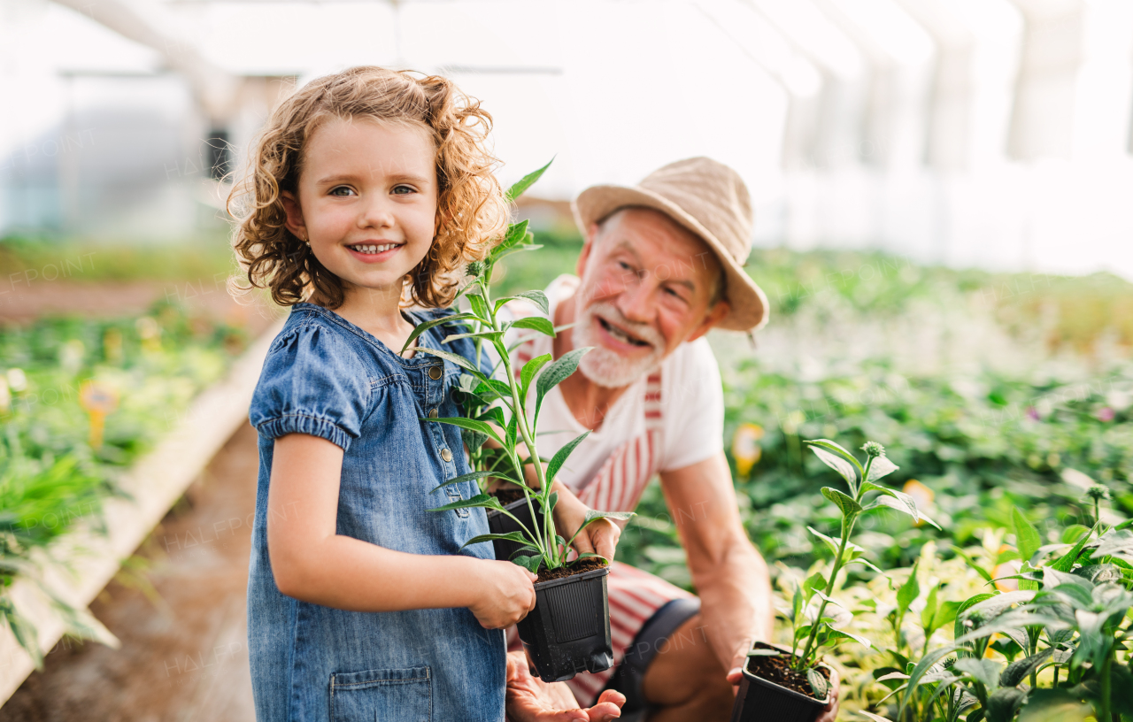 A happy small girl with senior grandfather in the greenhouse, working.