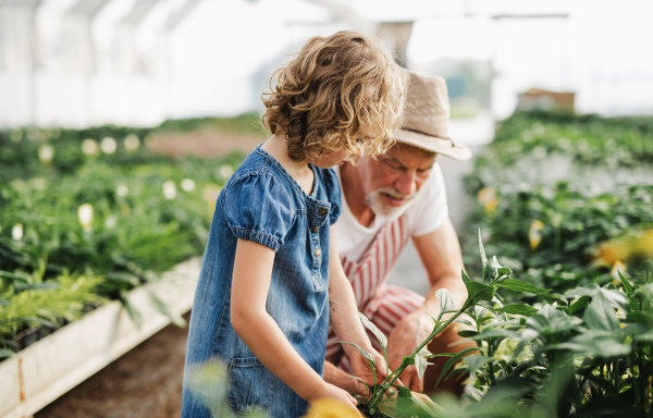 A happy small girl with senior grandfather gardening in the greenhouse.