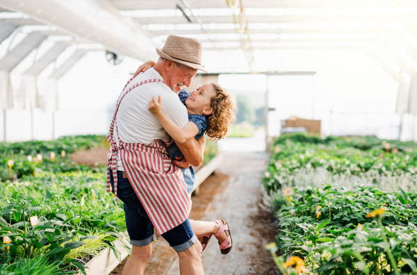 A small girl with senior grandfather standing in the greenhouse, having fun.