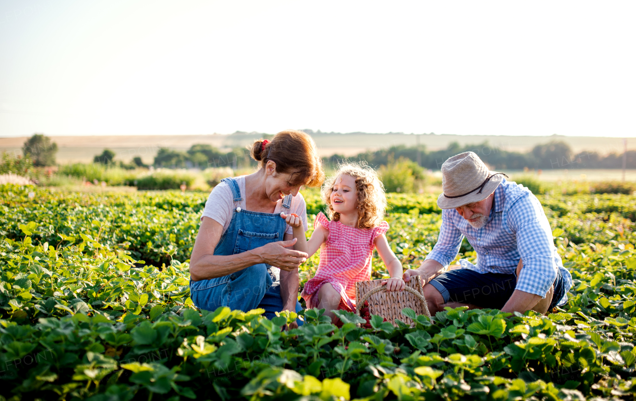 Senior grandparents and granddaughter picking strawberries on the farm. Man, woman and a small girl working.