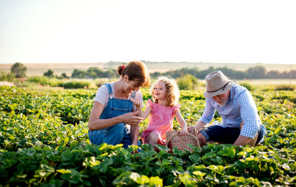 Senior grandparents and granddaughter picking strawberries on the farm. Man, woman and a small girl working.