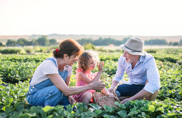 Senior grandparents and granddaughter picking strawberries on the farm. Man, woman and a small girl working.