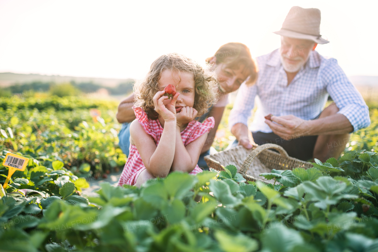 Senior grandparents and granddaughter picking strawberries on the farm. Man, woman and a small girl working.