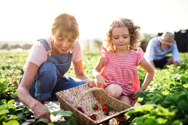 A small girl with grandmother picking strawberries on the farm.