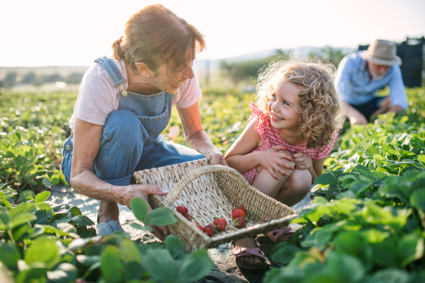 Small girl with grandparents picking strawberries on the farm. Man, woman and a small girl working.