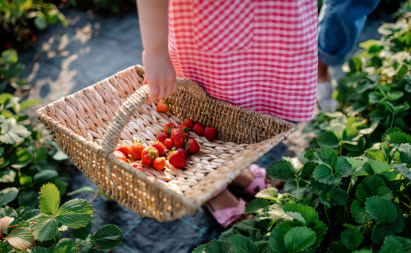 Midsection of unrecognizable small girl picking strawberries on the farm.