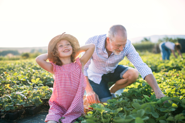 A small girl with grandfather picking strawberries on the farm.