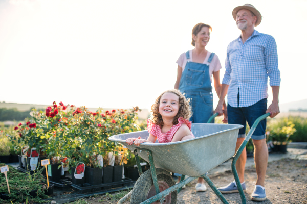 Senior grandparents pushing granddaughter in wheelbarrow when gardening in garden center.