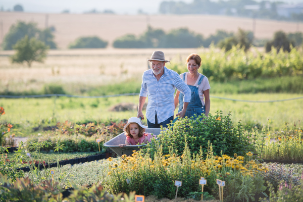 Senior grandparents pushing granddaughter in wheelbarrow when gardening in garden center.