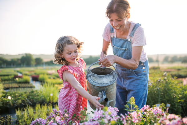 A small girl with senior grandmother gardening in garden center.