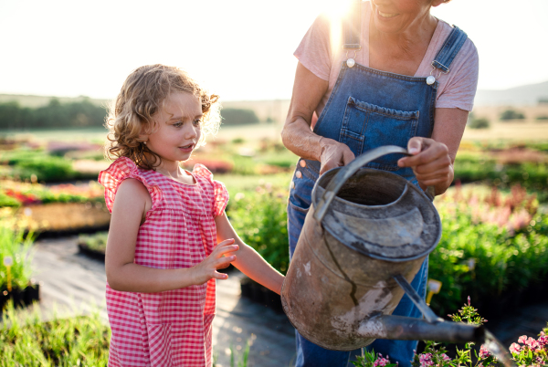 A happy small girl with senior grandfather gardening in the backyard garden, watering. A midsection.