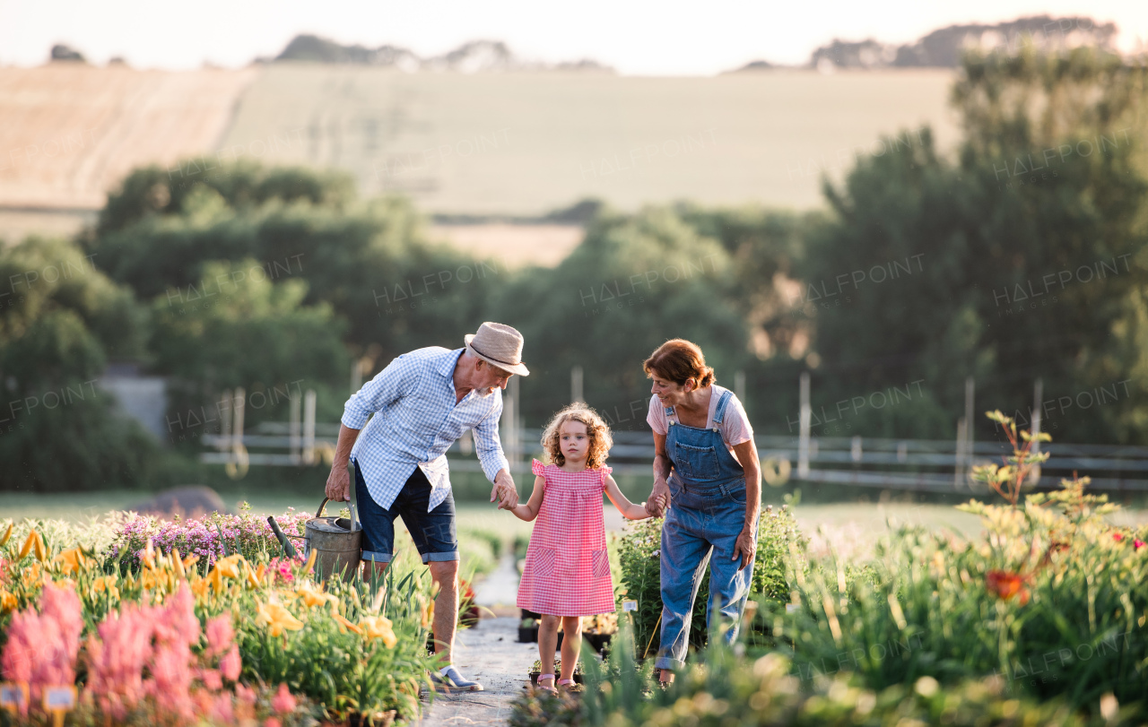 Senior grandparents and granddaughter gardening in the backyard garden. Man, woman and a small girl working.