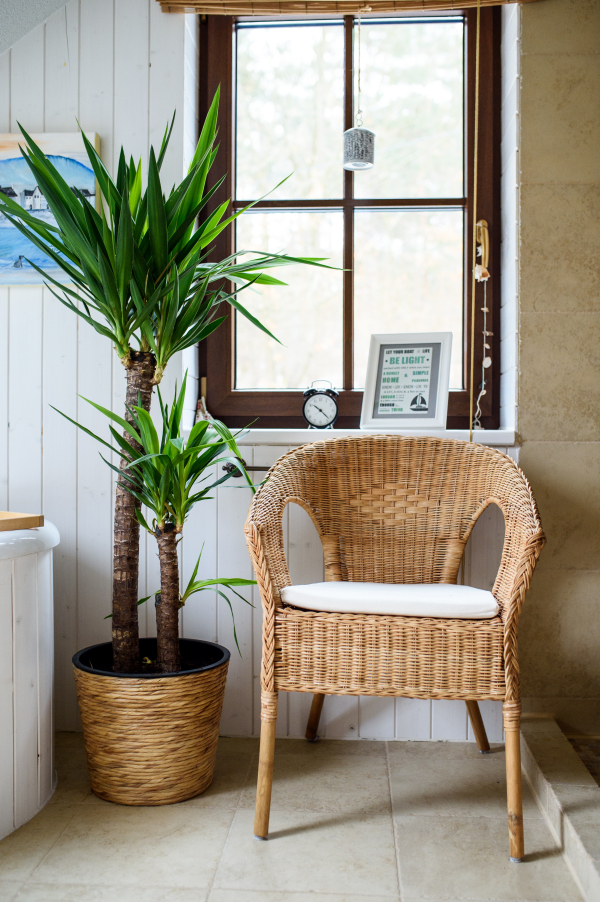 Potted plant and wicker chair in bathroom indoors at home.