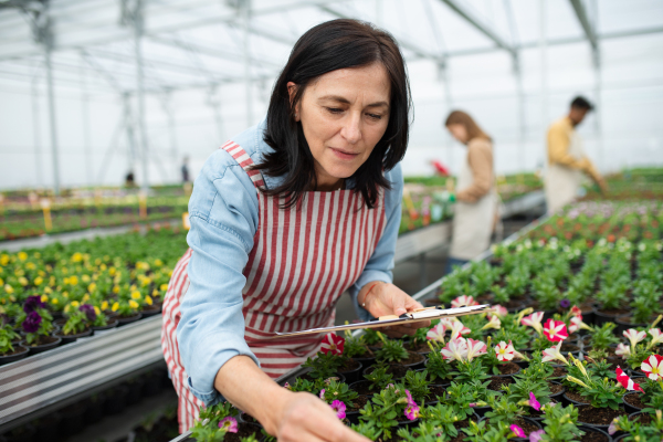 A senior woman with clipboard in greenhouse in garden center, working.