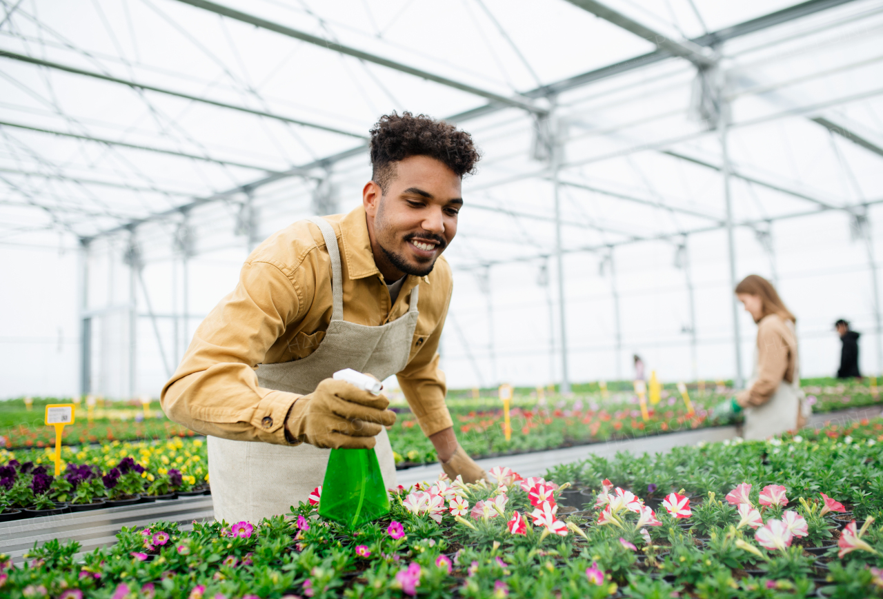 Young african-american man working in greenhouse in garden center, spraying plants.