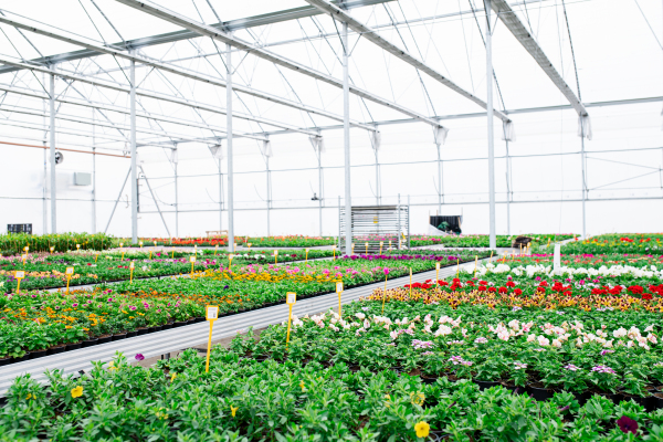 Various potted plants and flowers in greenhouse in garden center, a small business.