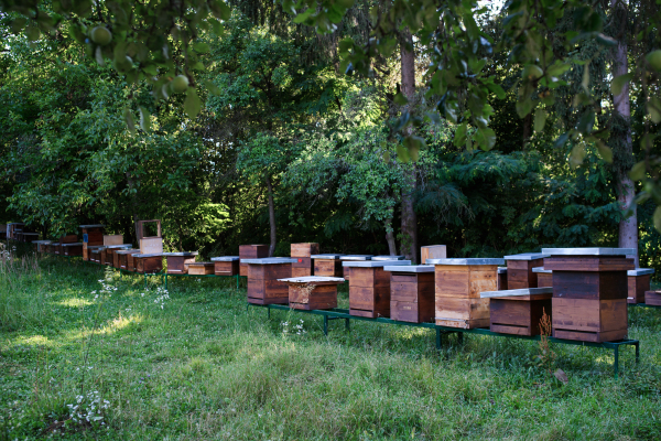 Wooden beehives under trees in the apiary. Copy space.