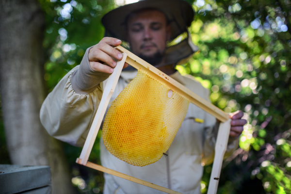 Portrait of man beekeeper holding new honeycomb frame in apiary, working.