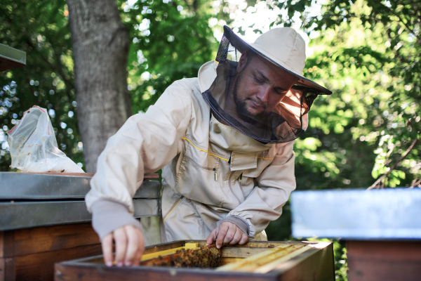 Portrait of man beekeeper holding honeycomb frame full of bees in apiary, working,