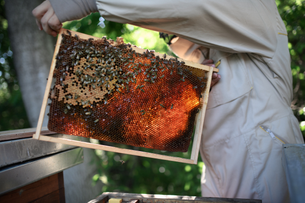 Unrecognizable man beekeeper holding honeycomb frame full of bees in apiary, working,