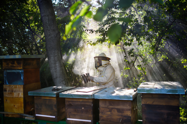 A portrait of man beekeeper working in apiary, using bee smoker.