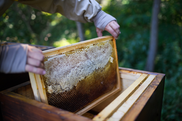 Unrecognizable man beekeeper holding honeycomb frame in apiary, working.