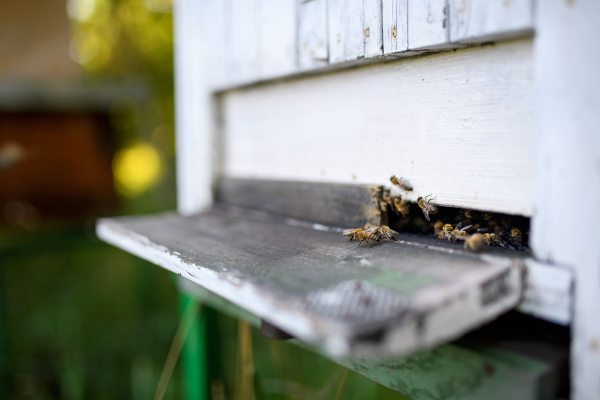 A close-up of wooden beehive and flying bees.