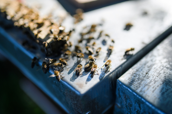 A close-up of wooden beehive and bees. Copy space.